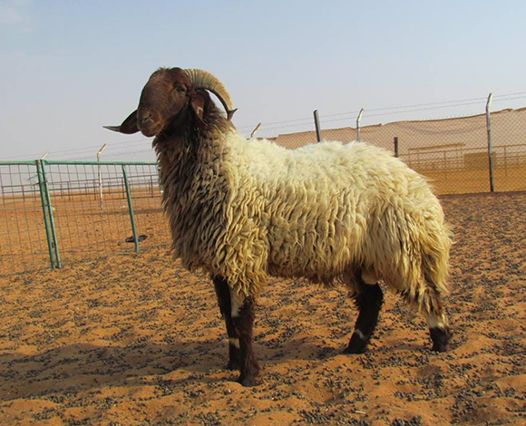 بالفيديو والصور: هكذا احتفل الناجي الوحيد من سقوط الطائرة المصرية!